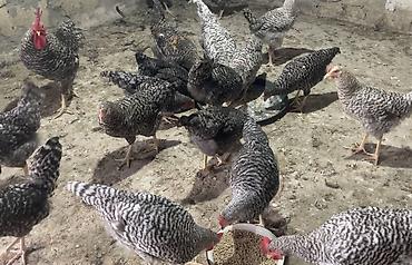derzi quşu: Xarkovlar Satilir 4-5 Ayliqdilar Tam saglam oz heyetimin — 1