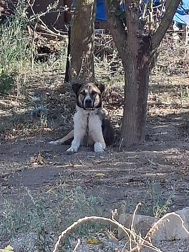 cins ineklerin satisi 2018: 1yaş 5 aylığ it satılır axranası superdi erkəydi — 1