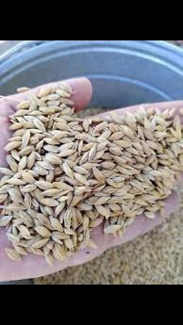 Животные: Продаю🌾арпа ячмень! — 1
