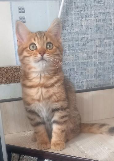 бурманская короткошерстная кошка: Шотландский котёнок, мальчик скоттиш страйд, короткошер тный, возраст — 1