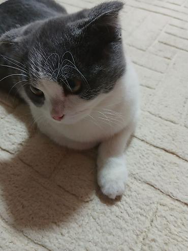 Кошки: Шотландская вислоухая кошка (Scottish Fold), окрас биколор — 3