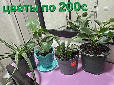 Полки, стеллажи: Полка, этажерка для цветов, Новый, Железо, Самовывоз — 9