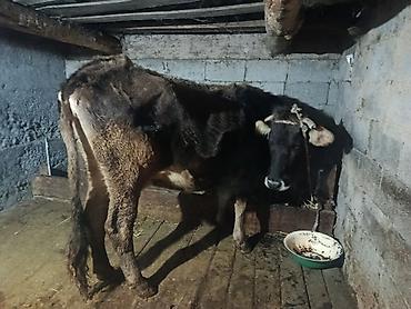 Коровы, быки: Продаю | Корова (самка) | Для молока | Племенные — 9