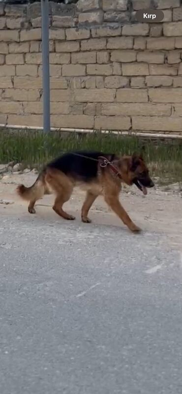 İtlər: Alman çoban iti, 2 il, Erkek, Ünvandan götürmə, Ödənişli çatdırılma