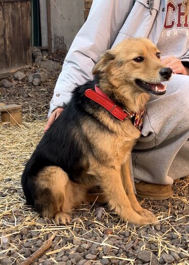 Отдам даром собаку: Собака даром: Дворняжка, 1 год, Самка, С прививкой — 7