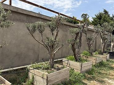 udi hindi bitkisi: Bonsai üslubunda formalaşdırılmış yetkin zeytun ağacları - Növ: Olea — 5