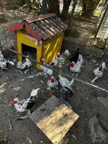 Digər heyvanlar: Məhsul: Xüsusi rəng çalarlı dekorativ toyuqlar (xırda cins) Təsvir: -