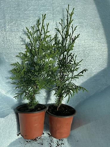 Туя: Туя западная — саженцы в контейнерах - Вид: Thuja occidentalis (туя — 8