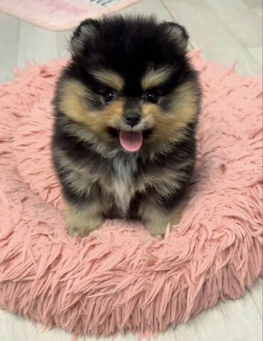 çoban itlər: Шпиц, 2 месяца, Самовывоз