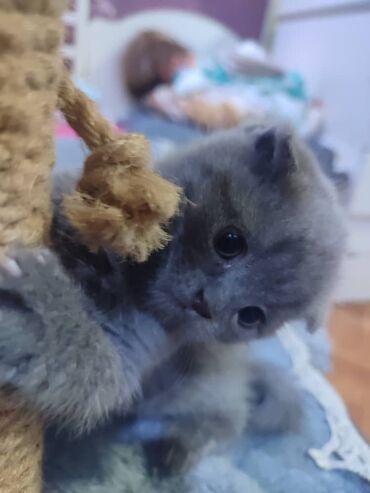 туалет для собак: Продаю котят в городе Каинда породы скоттиш фолд- девочка и скоттиш
