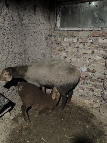 Бараны, овцы: Продаю | Овца (самка) | Для разведения | Матка — 7