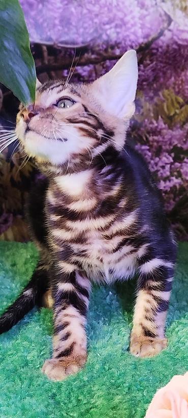 Продажа кошек: Бенгальская, 2 месяца, Мальчик, Черный, Приучена к лотку, Проглистована, С документами — 23