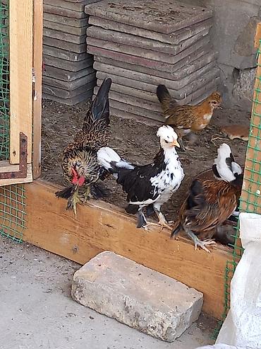 cücə damı: Toyuq cücələri, Damazlıq — 9