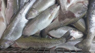 купить живую рыбу в бишкеке: Форель речной Токтогулский 420 сом