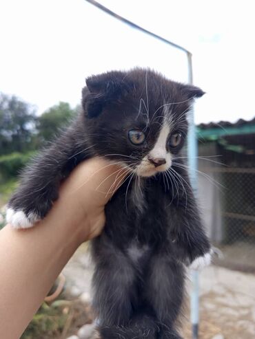 голая кошка сфинкс цена: 2 месяца, Мальчик