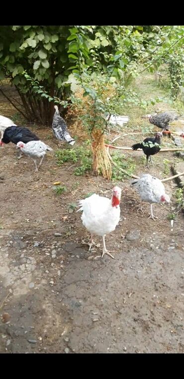 Pişiklər: Məhsul: Hind quşları (qazax/çoxrəngli sürü) Təsvir: - Şəkillərdə
