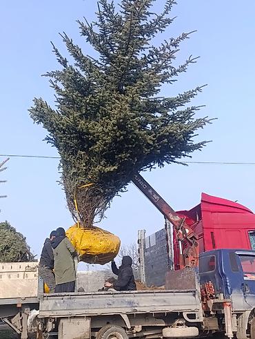 Транспорт: Услуги манипулятора/бортового крана - Автомобиль малотоннажный с — 7