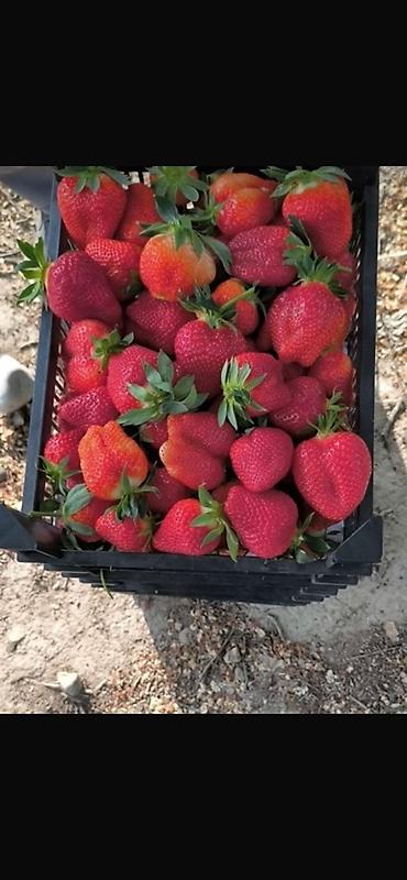 Ящики: Пластиковый Ящик — 7