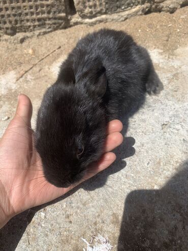 кролик: Кролик Год:20дней Свет:черный,каричнивый Породистые домашние кролики!