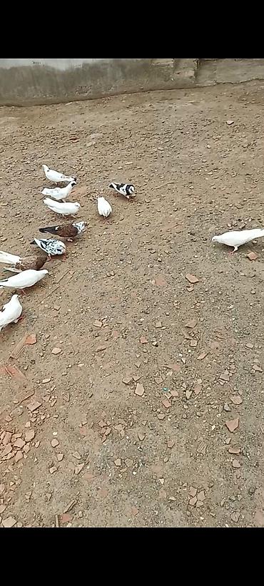 goyerçinler: 15hryvandir tam sağlam heyvanlardır hoptavoy 5manatdan tek tek — 5