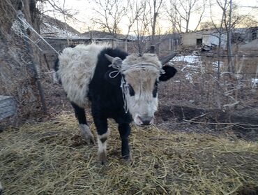 Коровы, быки: Продаю | Бык (самец) | Привязанные — 5