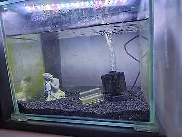 Akvariumlar: Dördbucaq akvarium, Boş, 2 l, Ödənişli çatdırılma — 3