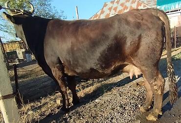 Продам с/х животных: Продаю | Корова (самка) | Полукровка, Алатауская | Для разведения, Для молока | Стельные, Искусственник — 4