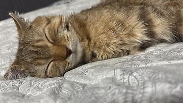 Отдам даром кошку: Кошка даром: Скотиш Страйт (Шотландская прямоухая), 3 месяца, Девочка, Приучена к лотку, Проглистована, С прививками — 3