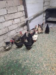 Toyuqlar: Tam saglam yumurtayan toyuglar Bakının Digah kendi — 15