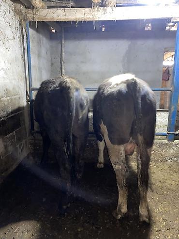 Коровы, быки: Продаю | Бык (самец) | На откорм | Привязанные — 12