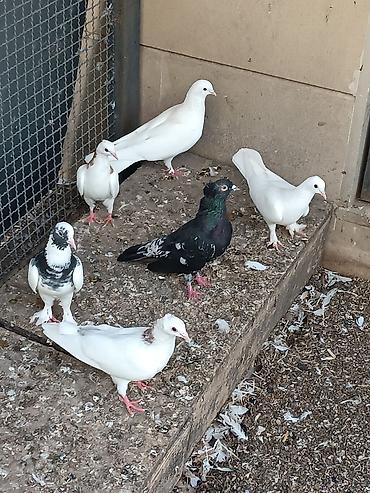 göyərçin satılır: Ünvan fatmayi kendi 
Biri 10-30 m arası satılır.
Kütdə satılır — 1