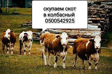 музо сатам: Частное лицо, Колбасный цех : Коровы, быки, Лошади, кони, | Круглосуточно — 4