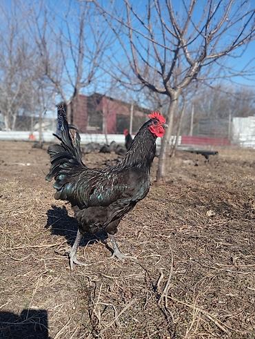 Xoruzlar: Məhsul: Qara rəngli xoruz Təsvir: Avstrolop temiz qan öz heyetimin — 7