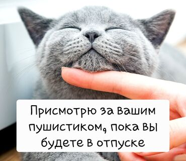 отпуск: Присмотр за кошками — забота и комфорт для вашего питомца! Уход за