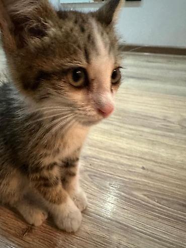 биколор: КОТЁНОК ДЕВОЧКА маленький 1,5 месяца домашний, К ЛОТКУ ПРИУЧЕНА — 2