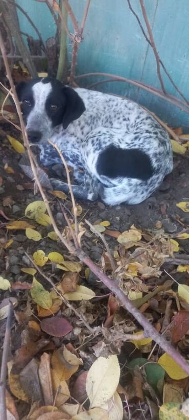 собака охотничая: Щенок/молодая собака средних размеров. Окрас белый в черную крапинку