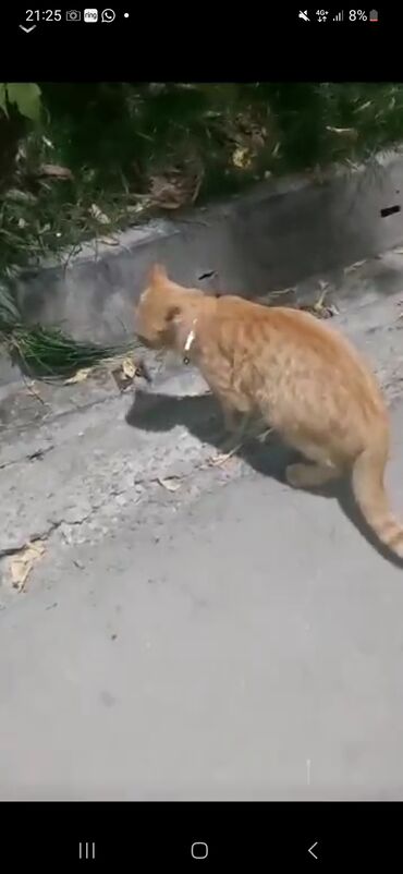 Бюро находок: Бишкек Появился кот в 6 мкр напротив кафе "Талисман" (рядом с аптекой