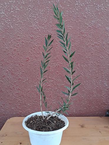 şitil: KALİSTEMON AGACI — 1