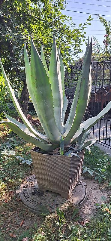 кончи: Агава американская (Agave americana) в горшке - Крупное декоративное — 1