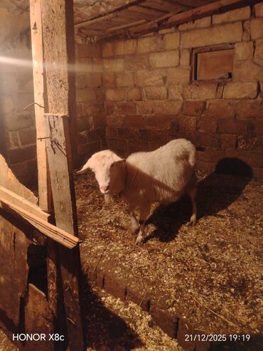 Keçi, çəpiş: Qiymət cütünə ayıdır cütü 650 manata sani boğaz keçilər di isteyen — 7