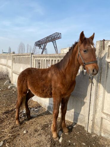 Лошади, кони: Продаю | Жеребенок | Полукровка | Для разведения | Племенные