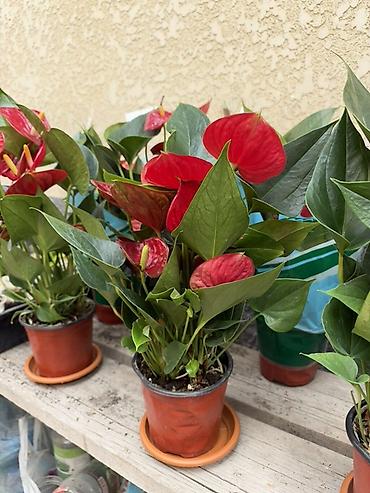 Антуриумдар: Антуриум (Anthurium) в горшке - Яркие глянцевые прицветники — 2