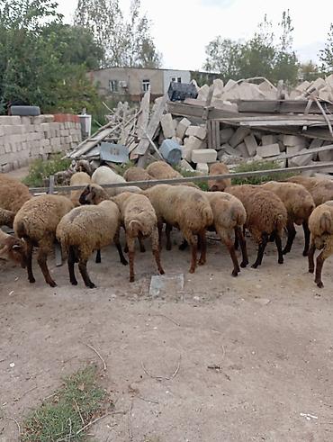 avcarka type 1: Qoyun sürüsü – ətlik və damazlıq üçün - Təsvir: Şəkillərdə qəhvəyi və — 3