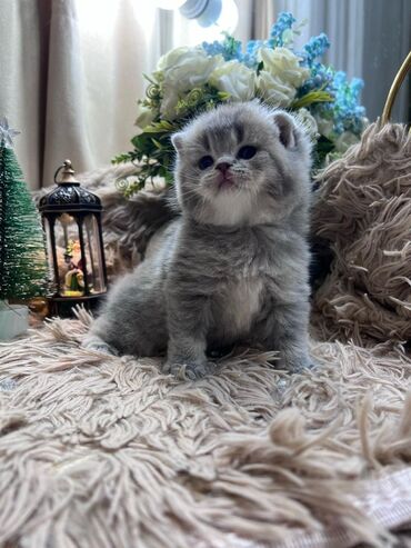 Pişiklər: Şotland yastı qulaq, Erkək, Dişi, Yaxşı əllərə, Ünvandan götürmə, Pulsuz çatdırılma, Ödənişli çatdırılma — 3