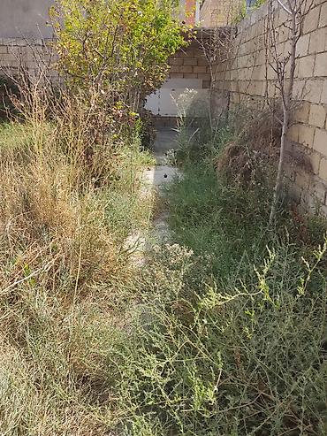 Torpaq sahələrinin satışı: Tikinti, Kupça (Çıxarış) -da lalafo.az — 17 Torpaq sahələrinin satışı: Tikinti, Kupça (Çıxarış) — 17