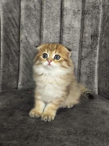 Кошки: Шотландская вислоухая — 1