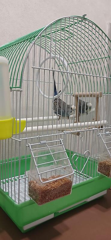Зоотовары: Клетка для мелких и средних декоративных птиц (волнистые попугаи — 9