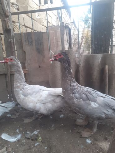 Xoruzlar: Ordekler 42 azn diri ceki 4kg 300gr. xoruz cekisi 2kg.600gr. - Cins — 12