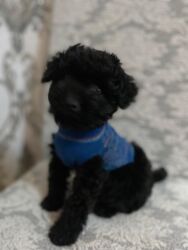 İtlər: Pudel, 3 ay, Erkek, Pulsuz çatdırılma