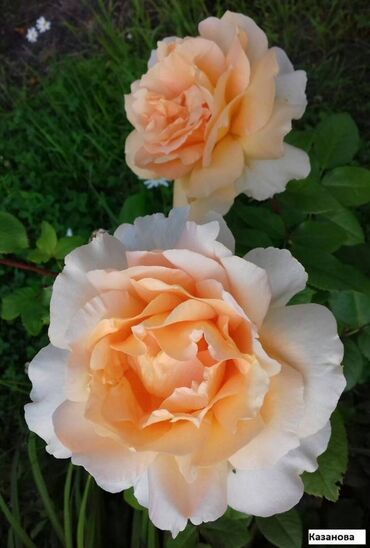 Садовые цветы и кустарники: Саженцы цветка: Розы, Самовывоз, Бесплатная доставка — 16